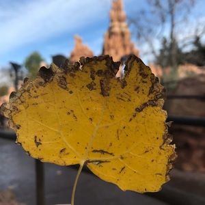 Meet your Posher, Buse